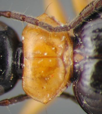 Media type: image;   Entomology 19537 Aspect: pronotum dorsal